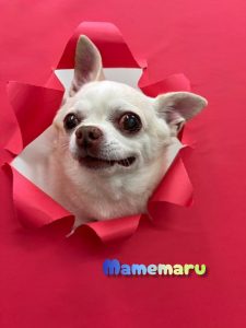 InShot_20260425_232023362_copy_2739x3650