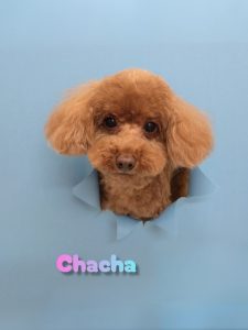 InShot_20260428_232417437_copy_2461x3281