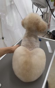 Peachy_20250828200721334