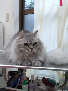 Screenshot_20251120-203752_copy_1125x1500