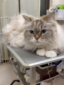 Screenshot_20251204-235624_copy_1132x1509