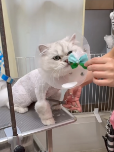 Screenshot_20260207-210908_copy_1162x1549_1