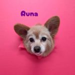 1775908141275_copy_2786x3715