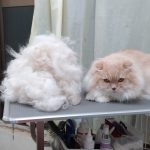 20260324_181954_copy_1944x2592