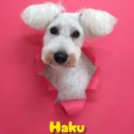 InShot_20260427_232427407_copy_2693x3591