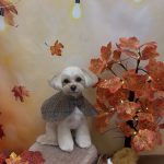 Peachy_20250929130707224
